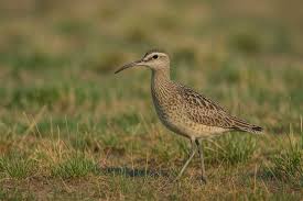Image result for Numenius minutus