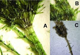 Attēlu rezultāti vaicājumam “Chara aspera male”
