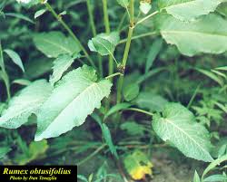 Attēlu rezultāti vaicājumam “Rumex obtusifolius”