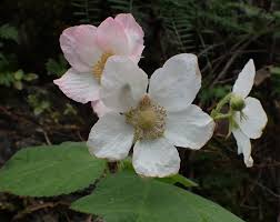 Attēlu rezultāti vaicājumam “Rubus parviflorus”