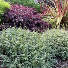 Image result for Sanguisorba minor