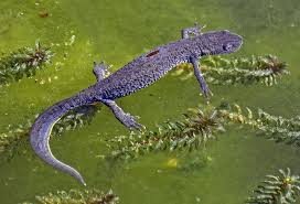 Attēlu rezultāti vaicājumam “Triturus cristatus”