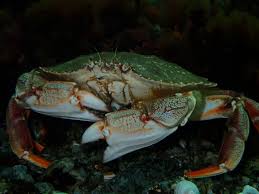 Image result for Cancer irroratus