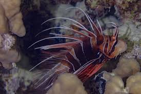 Image result for Pterois radiata