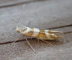 Attēlu rezultāti vaicājumam “Argyresthia goedartella”