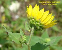 Attēlu rezultāti vaicājumam “Helianthus annuus flower”