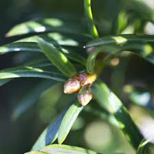 Attēlu rezultāti vaicājumam “Taxus baccata male flower”