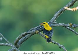 Attēlu rezultāti vaicājumam “Oriolus oriolus male”