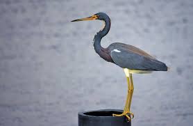 Image result for heron