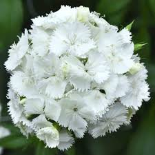 Attēlu rezultāti vaicājumam “Dianthus barbatus flower”