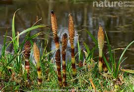 Attēlu rezultāti vaicājumam “Equisetum palustre”