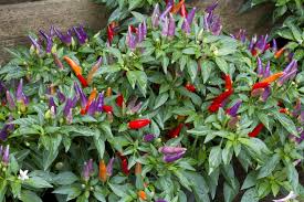 Afbeeldingsresultaat voor numex chimayo hot pepper