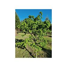 Attēlu rezultāti vaicājumam “Tilia platyphyllos subsp. cordifolia”