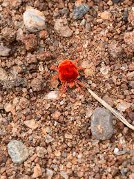 Attēlu rezultāti vaicājumam “Trombidiidae”