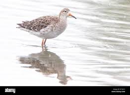 Attēlu rezultāti vaicājumam “Philomachus pugnax adult”