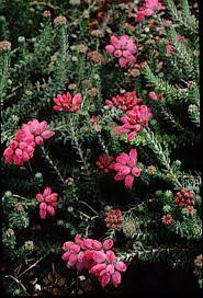 Attēlu rezultāti vaicājumam “Erica tetralix flower”