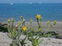 Attēlu rezultāti vaicājumam “Senecio viscosus”