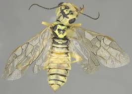 Attēlu rezultāti vaicājumam “Pamphiliidae”