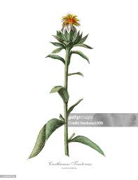 Image result for Carthamus tinctorius