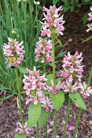 Attēlu rezultāti vaicājumam “Stachys officinalis leaf”