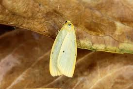 Attēlu rezultāti vaicājumam “Cybosia mesomella”