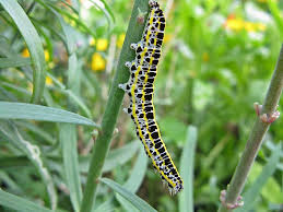 Attēlu rezultāti vaicājumam “Calophasia lunula”