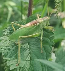 Attēlu rezultāti vaicājumam “Tettigonia cantans”