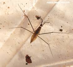 Attēlu rezultāti vaicājumam “Aquarius najas”