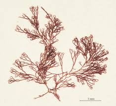 Attēlu rezultāti vaicājumam “Ceramium sp.”