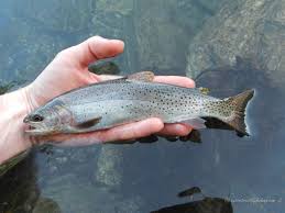 Image result for Salvelinus alpinus taranetzi