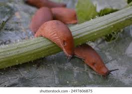 Attēlu rezultāti vaicājumam “Arion lusitanicus”