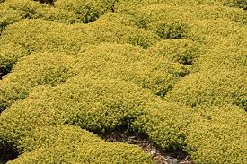 Image result for Sedum acre