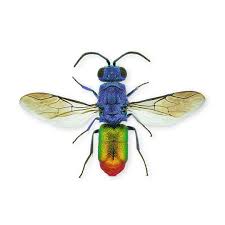 Attēlu rezultāti vaicājumam “Physarum ovisporum sessile”