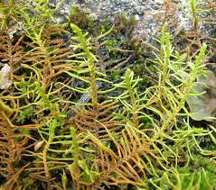 Attēlu rezultāti vaicājumam “Abietinella abietina”