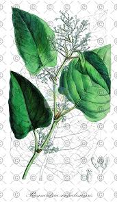 Attēlu rezultāti vaicājumam “Fallopia dumetorum leaf”