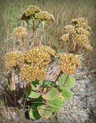 Attēlu rezultāti vaicājumam “Hylotelephium maximum”