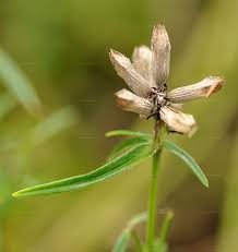 Attēlu rezultāti vaicājumam “Dracocephalum ruyschiana fruit”