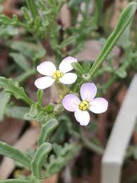 Attēlu rezultāti vaicājumam “Cakile maritima subsp. baltica flower”