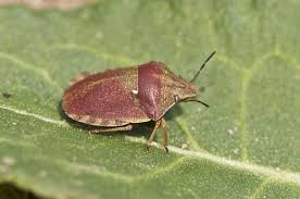 Attēlu rezultāti vaicājumam “Eurygaster testudinaria”