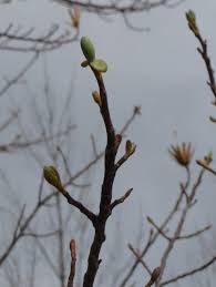 Attēlu rezultāti vaicājumam “Liriodendron tulipifera bud”