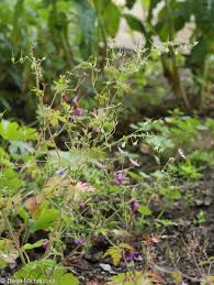Attēlu rezultāti vaicājumam “Geranium pyrenaicum leaf”