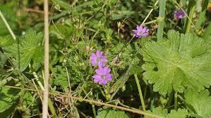Attēlu rezultāti vaicājumam “Geranium pyrenaicum leaf”