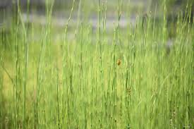 Attēlu rezultāti vaicājumam “Equisetum hyemale”