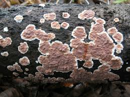 Attēlu rezultāti vaicājumam “Cylindrobasidium evolvens”