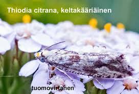 Attēlu rezultāti vaicājumam “Thiodia citrana”