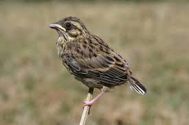 Image result for Emberiza cirlus
