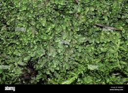 Attēlu rezultāti vaicājumam “Calypogeia muelleriana”