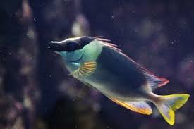 Image result for Siganus rivulatus