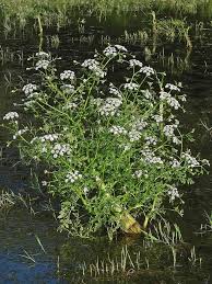 Attēlu rezultāti vaicājumam “Oenanthe aquatica fruit”