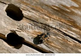 Image result for Rhyparochromus